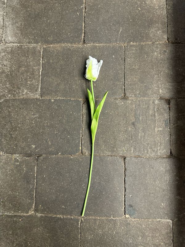 Zijde Parkiet Tulp Wit