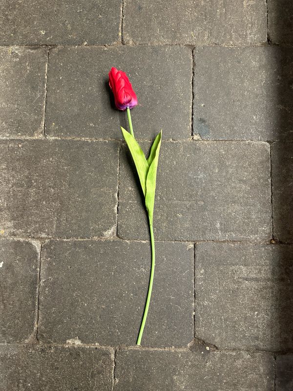 Zijde Parkiet Tulp Rood