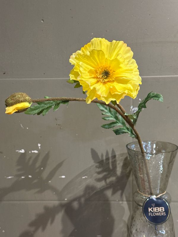Papaver Yellow
