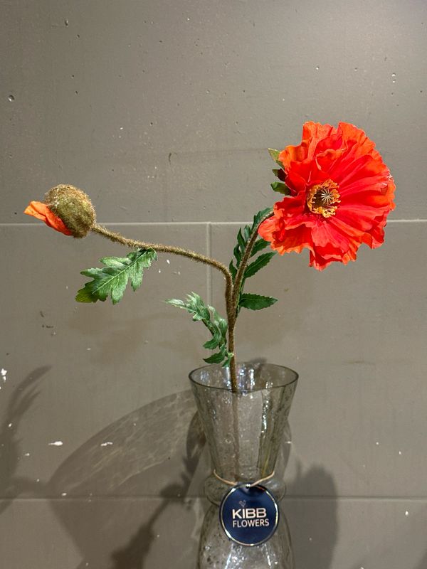 Papaver Orange