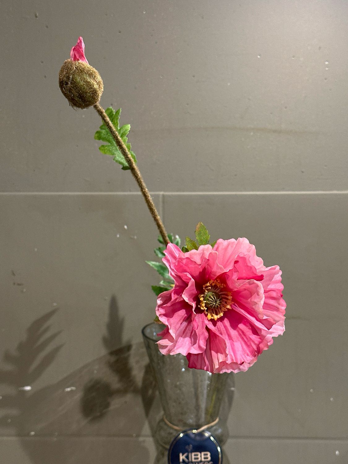 Papaver Pink