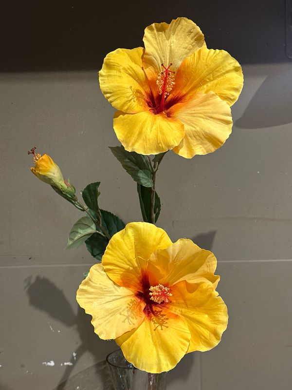 Hibiscus xl