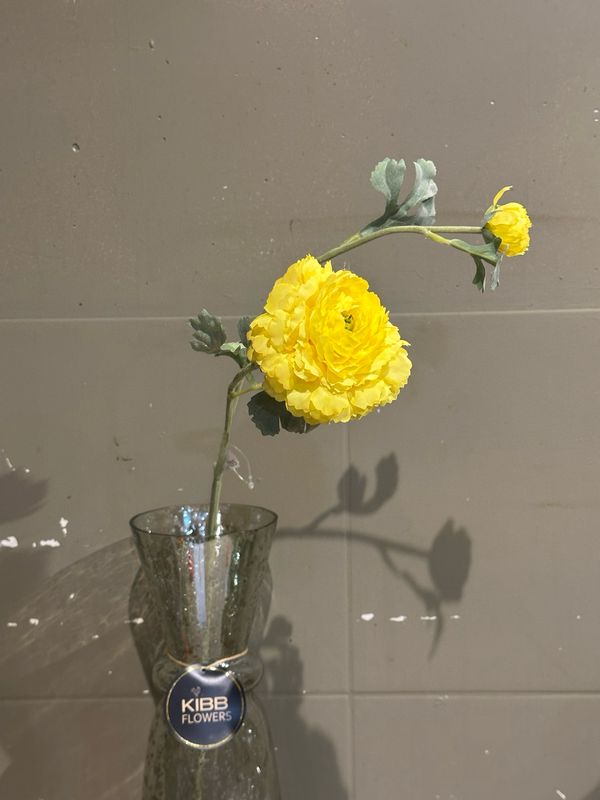 Ranonkel Yellow