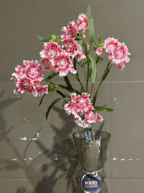 Dianthus