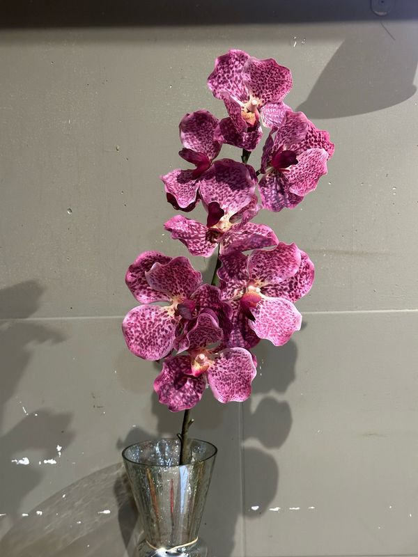 Vanda orchidee