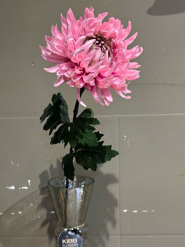 Chrysant