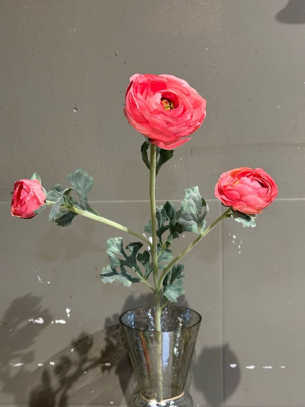 Ranonkel Roze