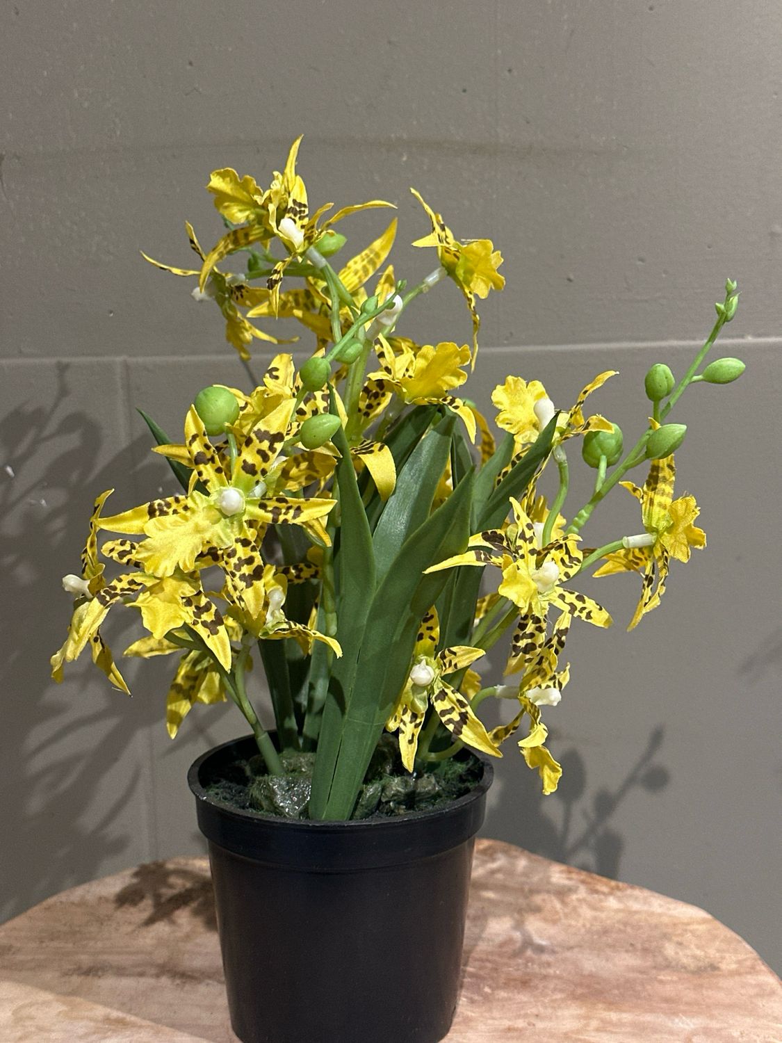 Zijde orchidee