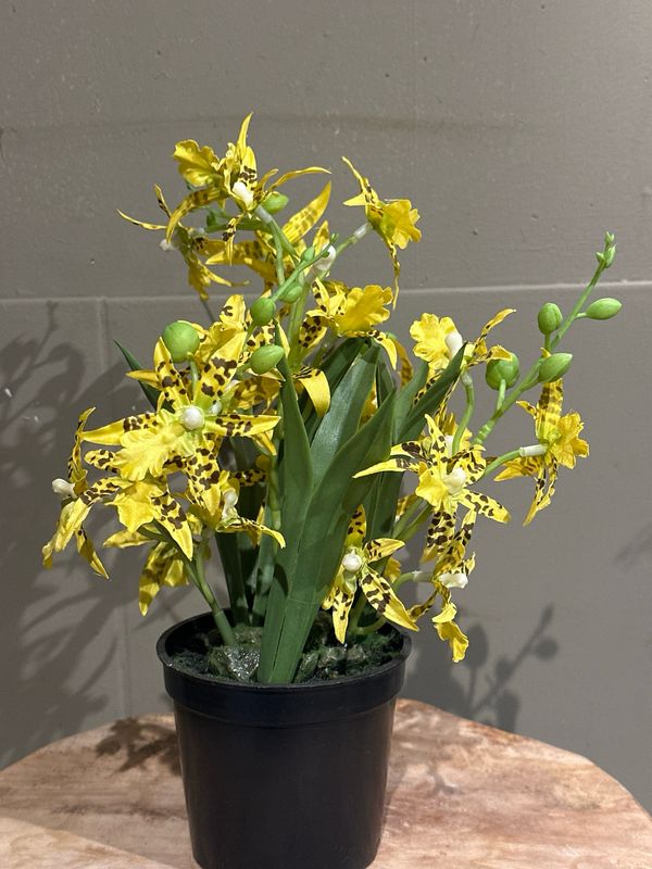 Zijde orchidee