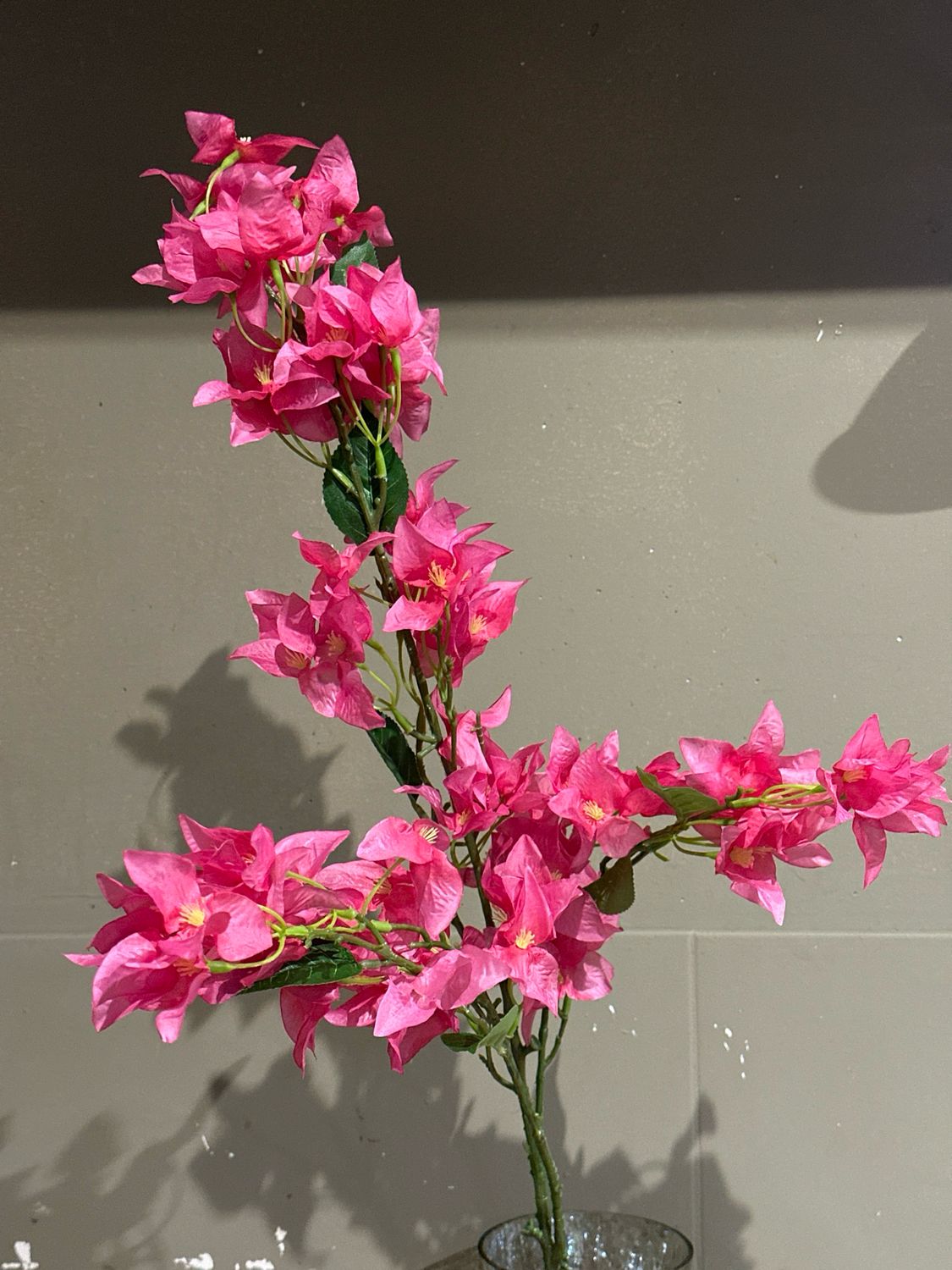 Bougainvillea roze