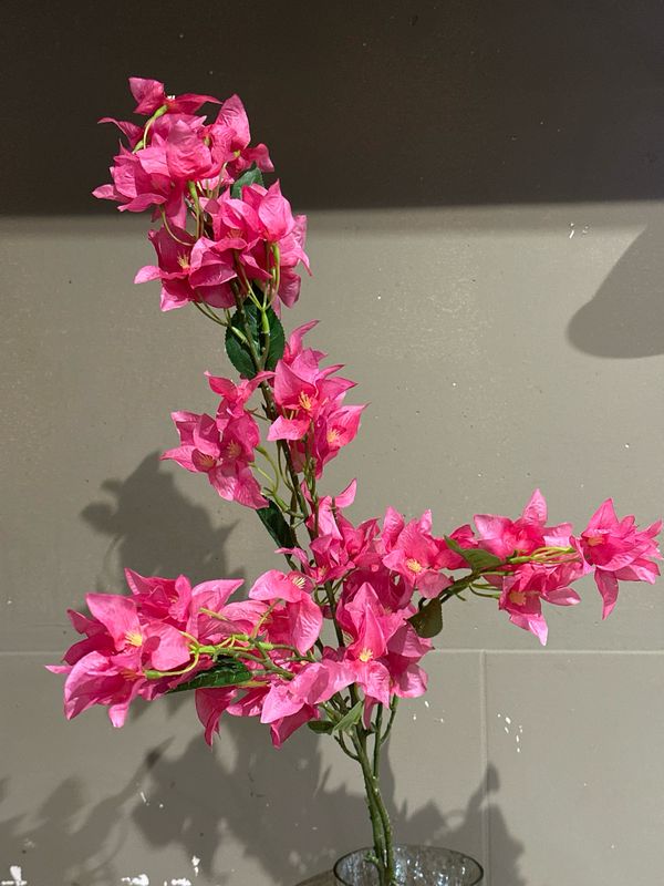 Bougainvillea roze