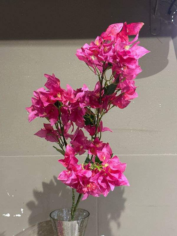 Bougainvillea paars