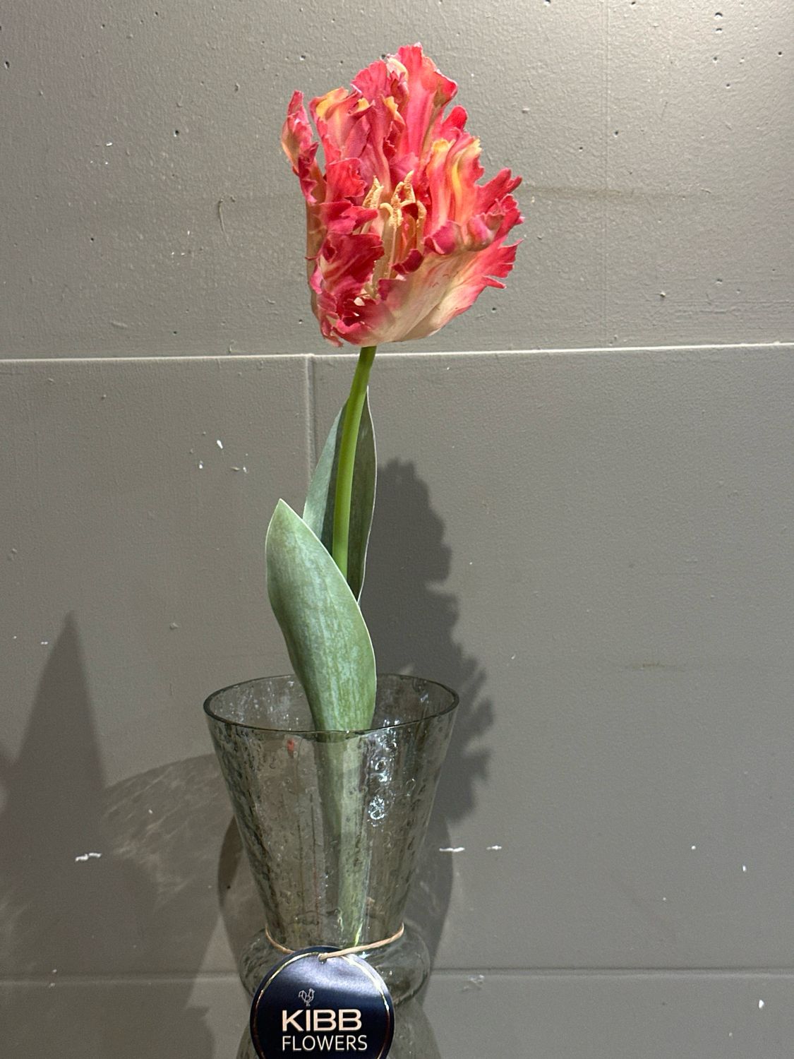 Franse papegaai tulp roze