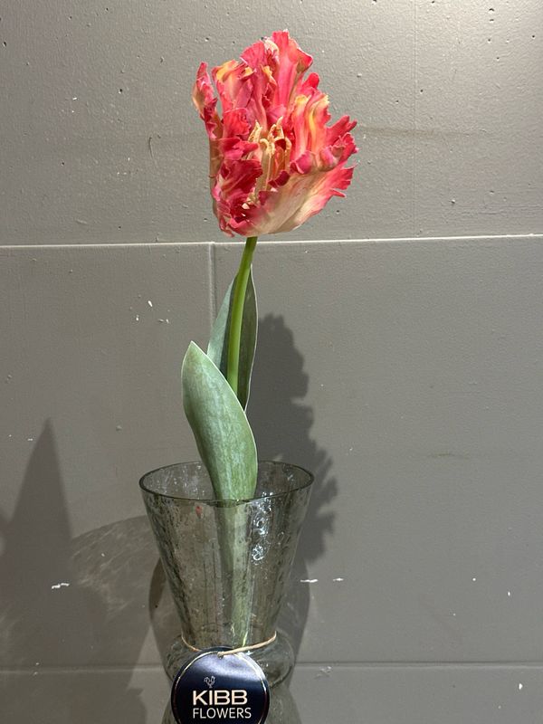 Franse papegaai tulp roze