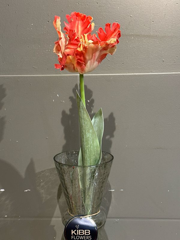 Franse papegaai tulp oranje