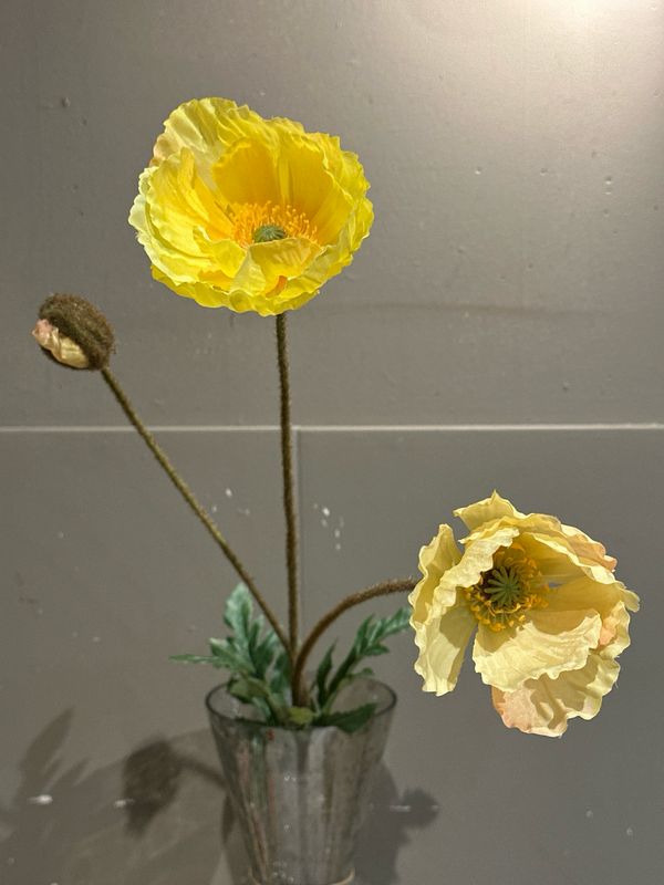 Papaver 3 taks geel