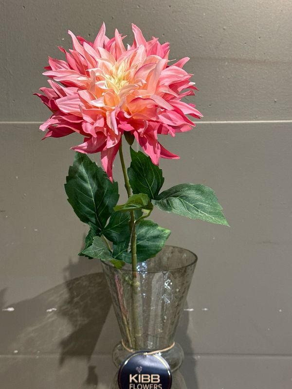 Dahlia roze
