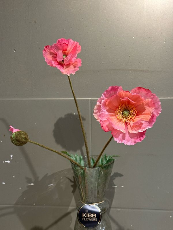 Papaver 3 taks zacht roze
