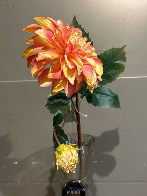 Dahlia oranje