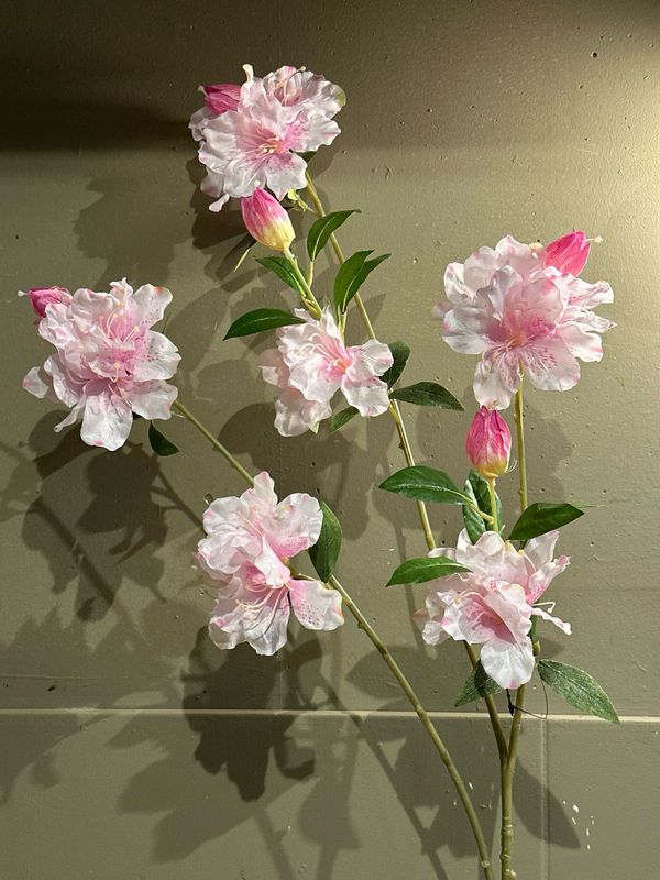 Rododendron