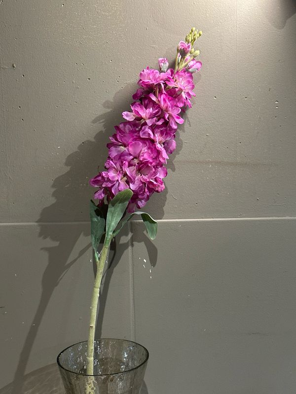 Delphinium paars