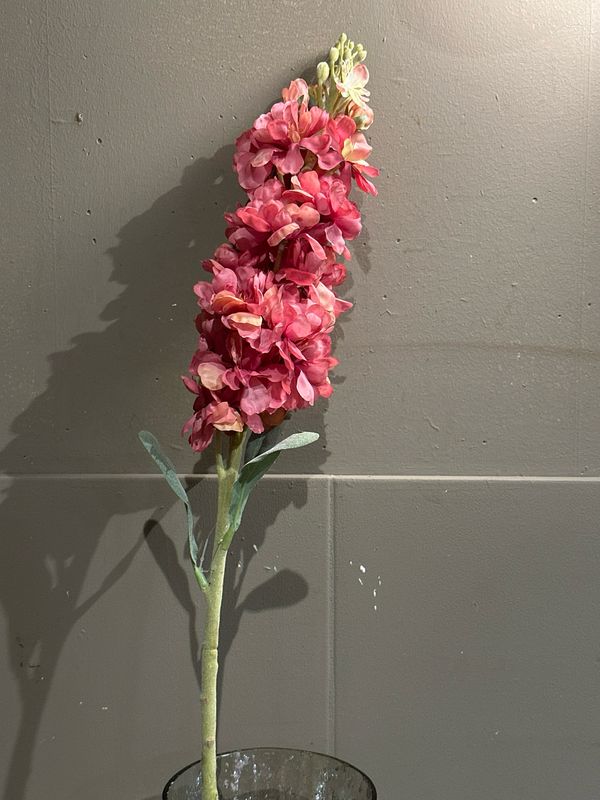 Delphinium roze