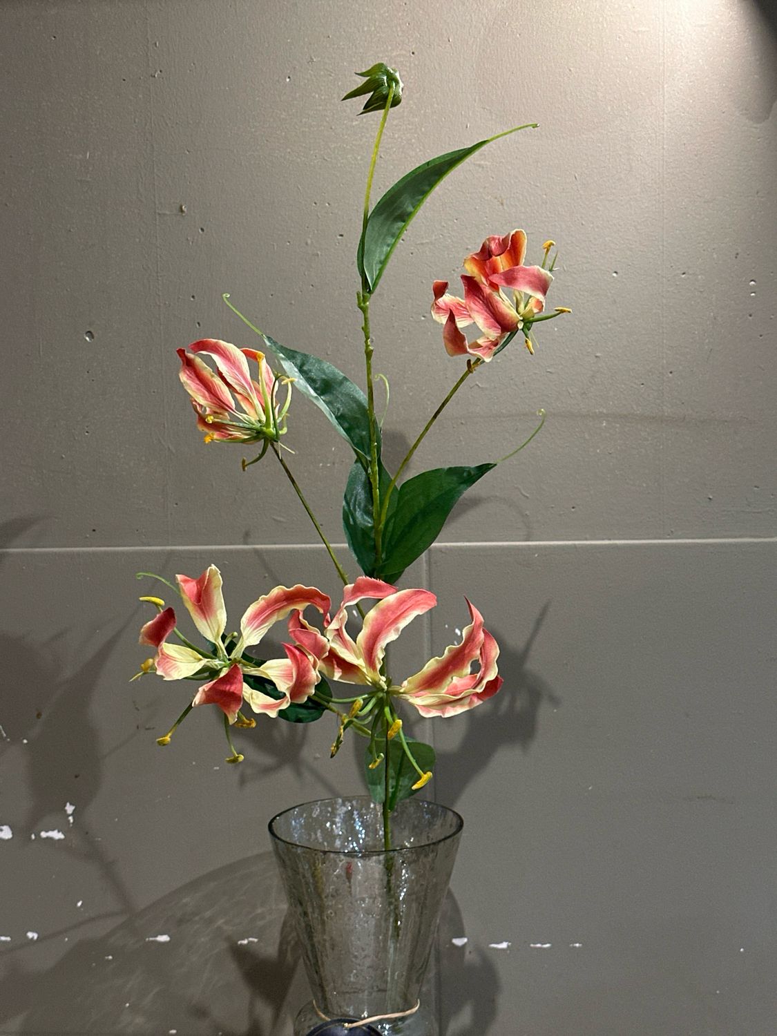 Gloriosa