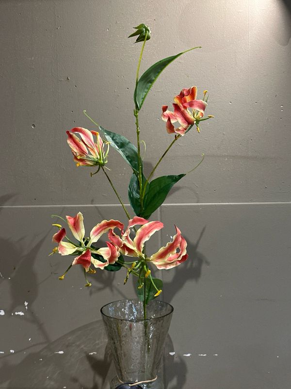 Gloriosa