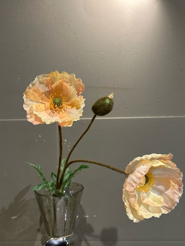 Papaver 3 taks zacht zalm