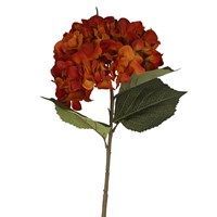 Antieke oranje reuzenhortensia-stengel