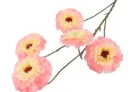 Zijden zinnia perzik