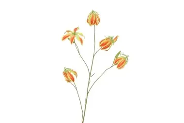 Zijden gloriosa rood