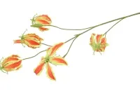 Zijden gloriosa rood