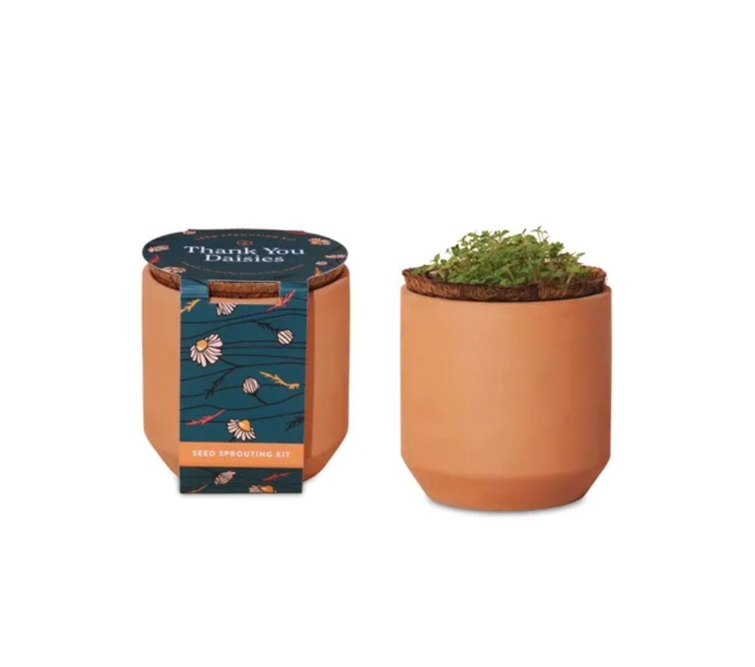 Tiny Terracotta - Thank You Daisies