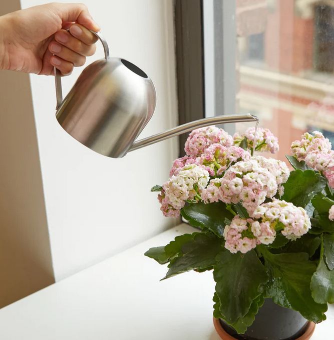 Stainless Steel Watering Can