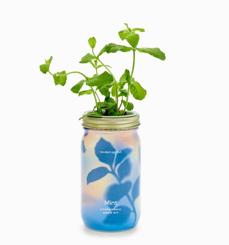 Herb Garden Jar -Mint