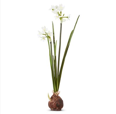 White Paperwhite Bulb