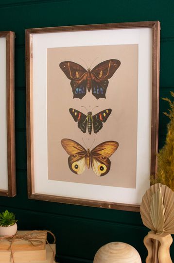 Framed butterfly prints under glass- Design A