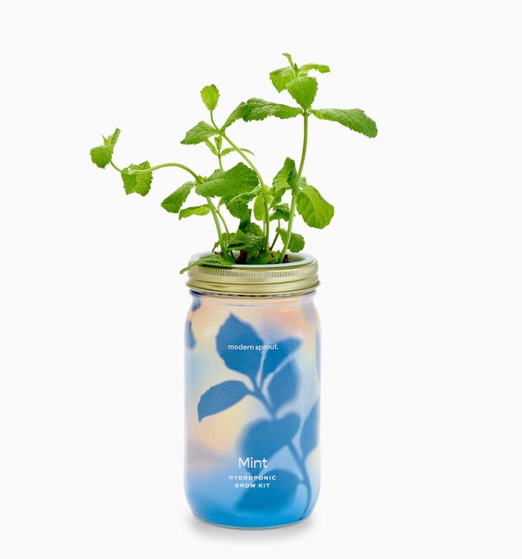 Herb Garden Jar -Mint