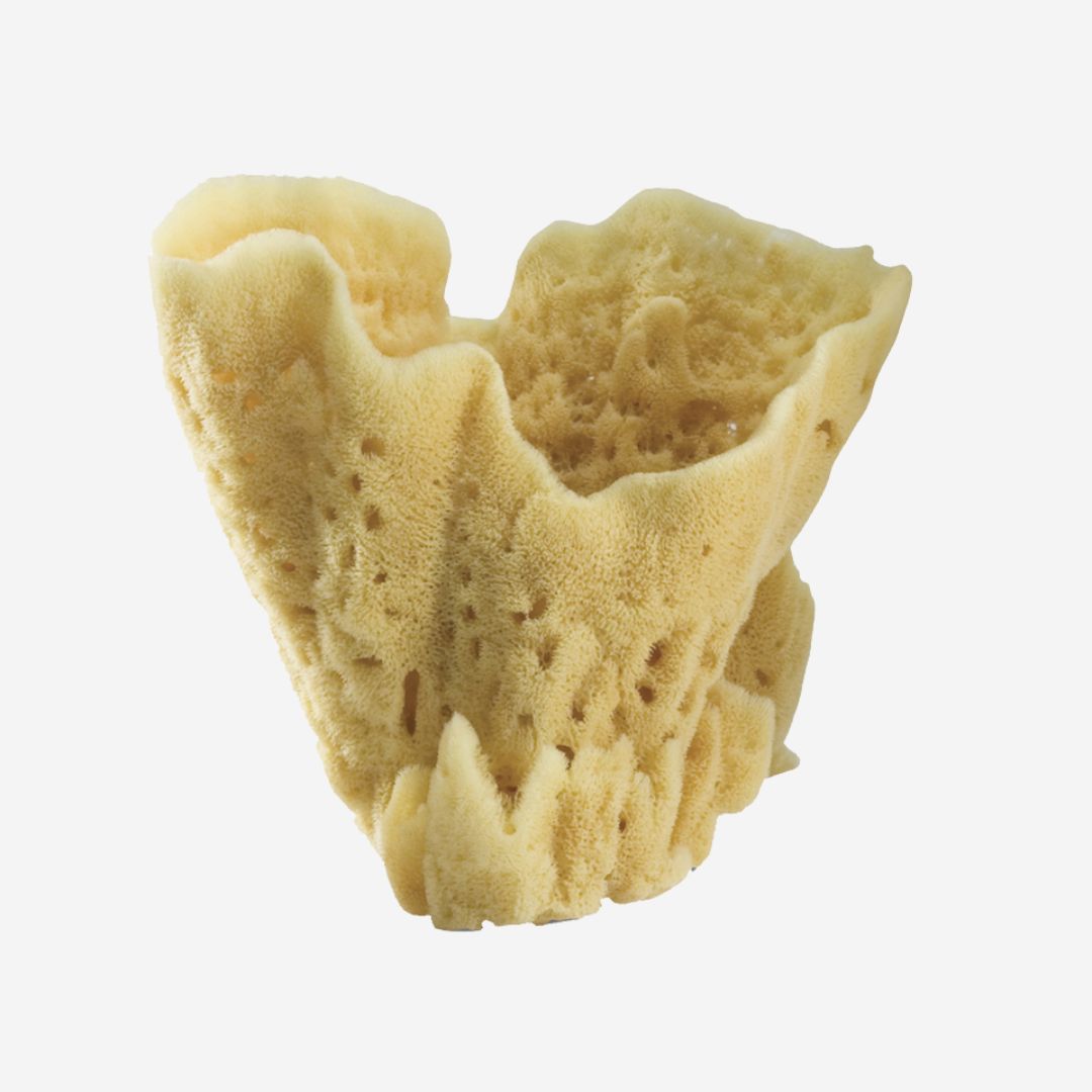 Baudelaire Grandiose Display Sponge