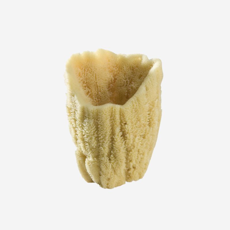 Baudelaire Grand Display Sponge