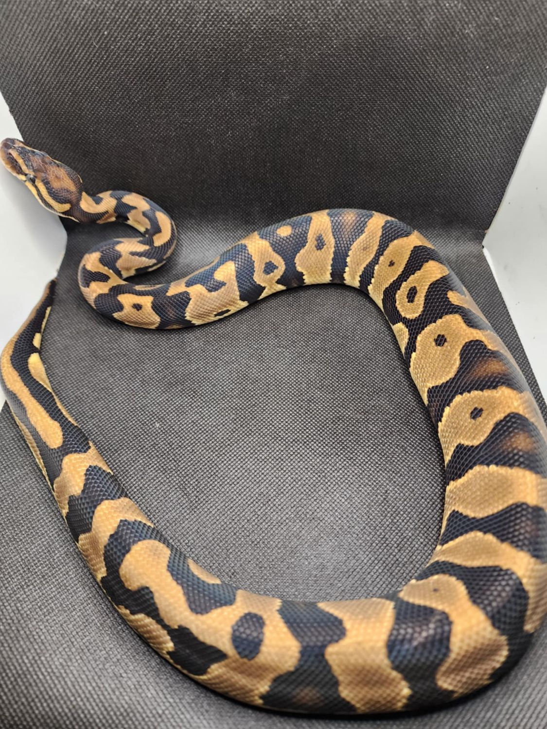 Leopard double het DG Pied male Ball Python 