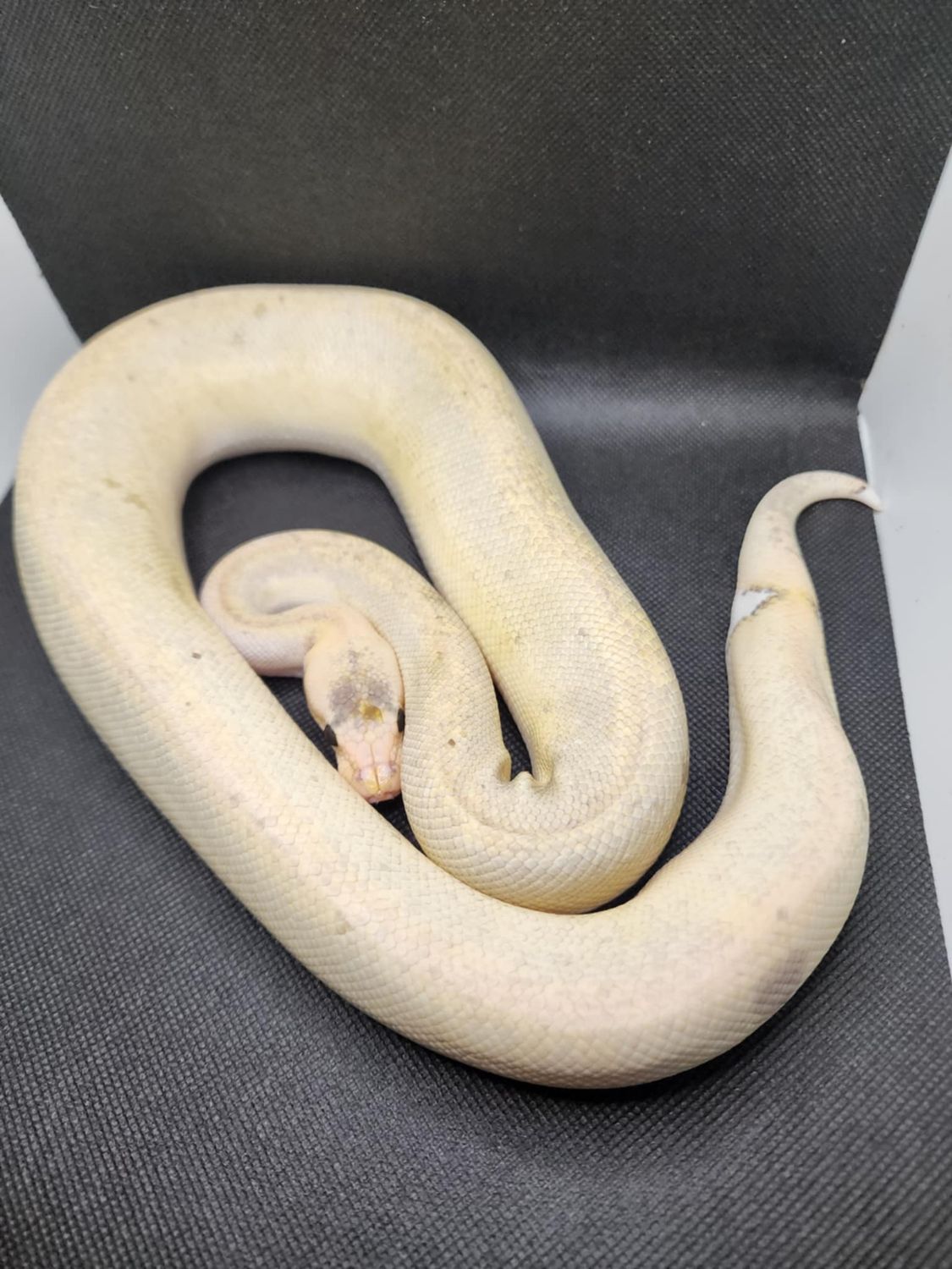 Super pastel Black head champagne female Ball Python
