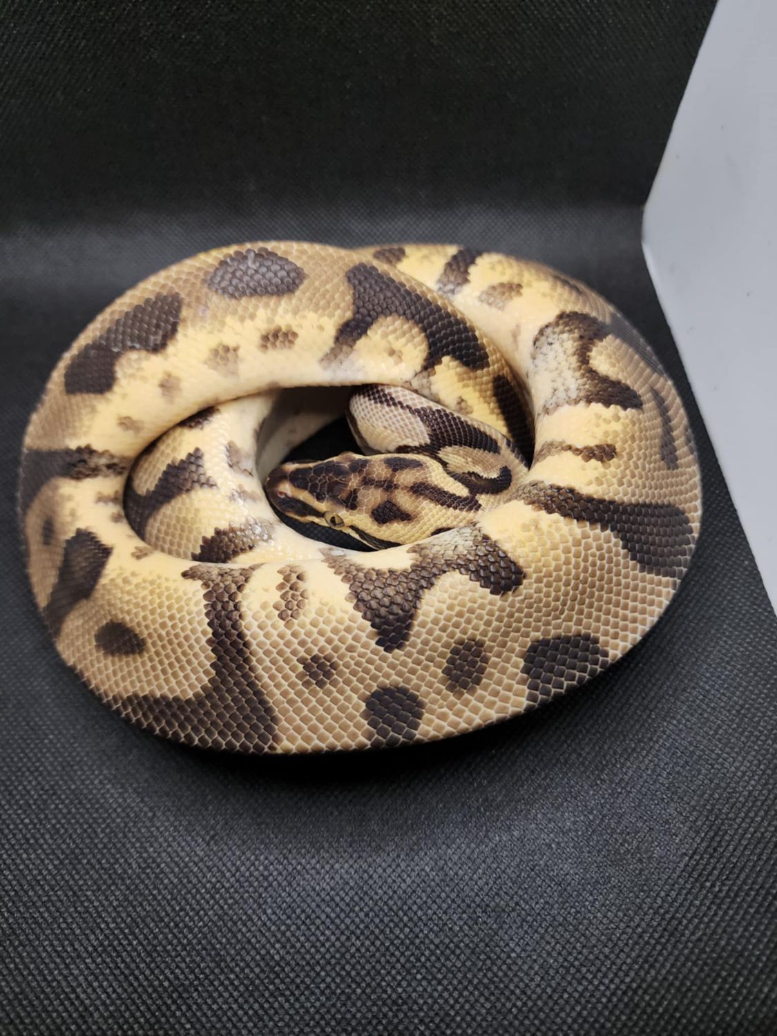 Pastel enchi leopard male ball python