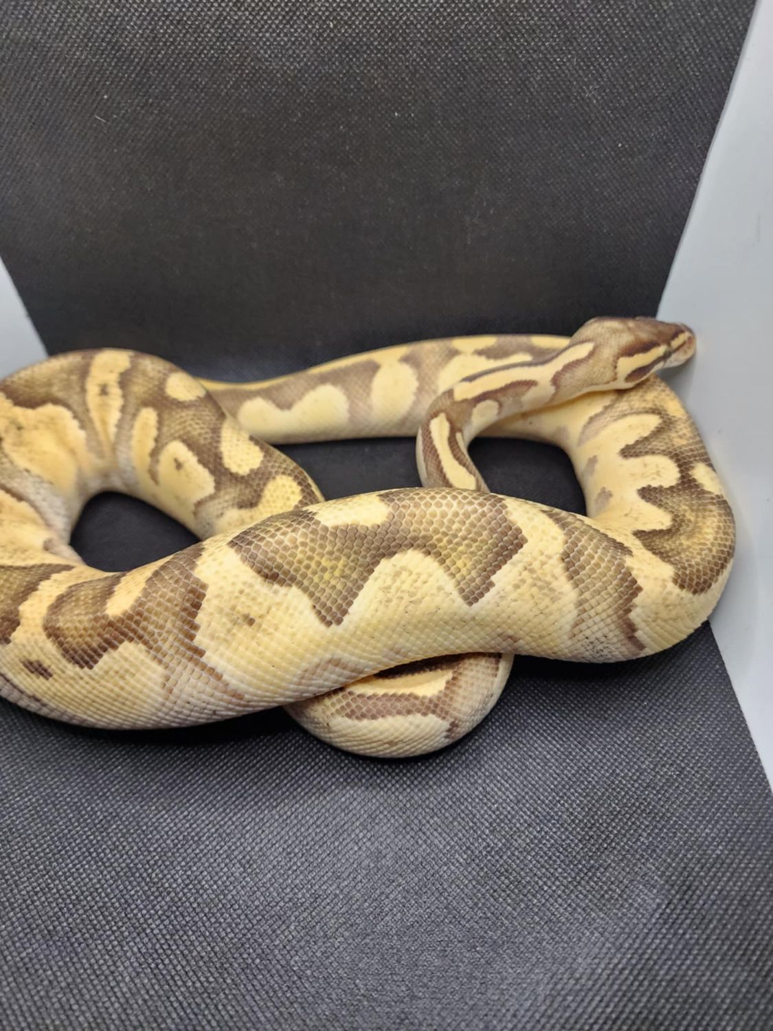 Pastel enchi orange Dream yellow belly female Ball Python