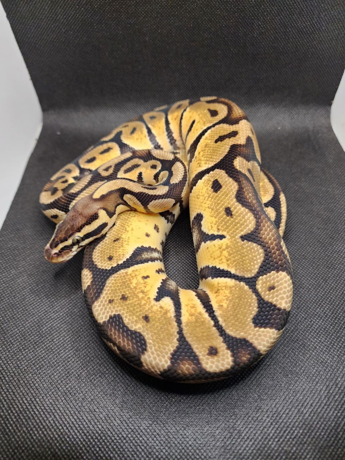 Pastel enchi het clown female 