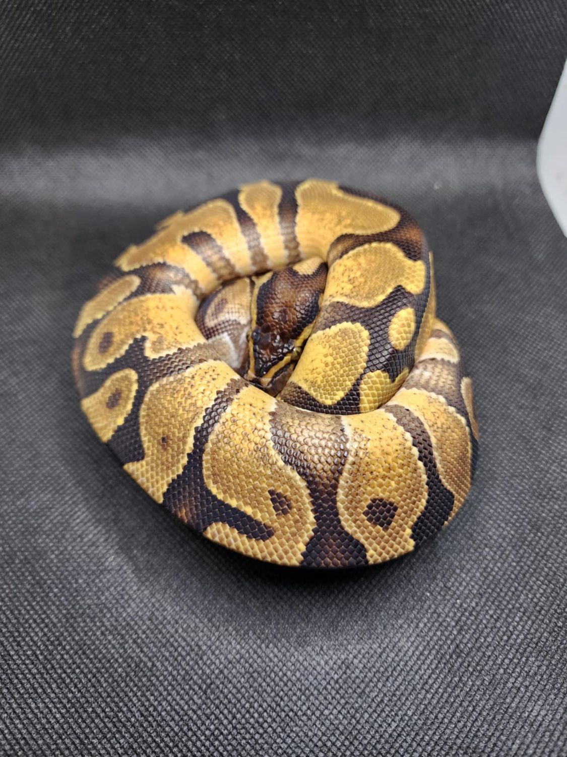 Enchi Asphalt female ball python