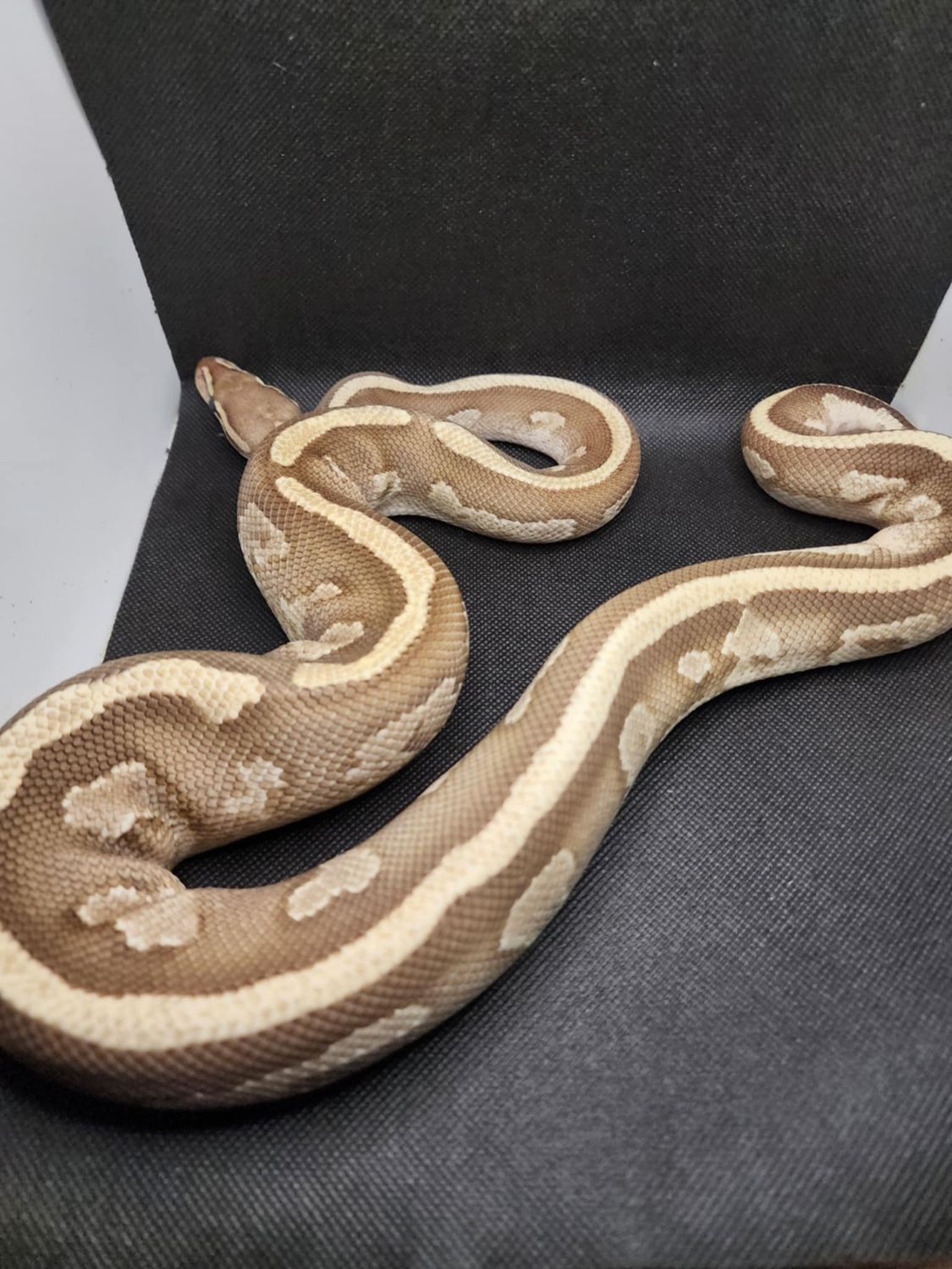 Mojave fire orange dream het pied female ball python