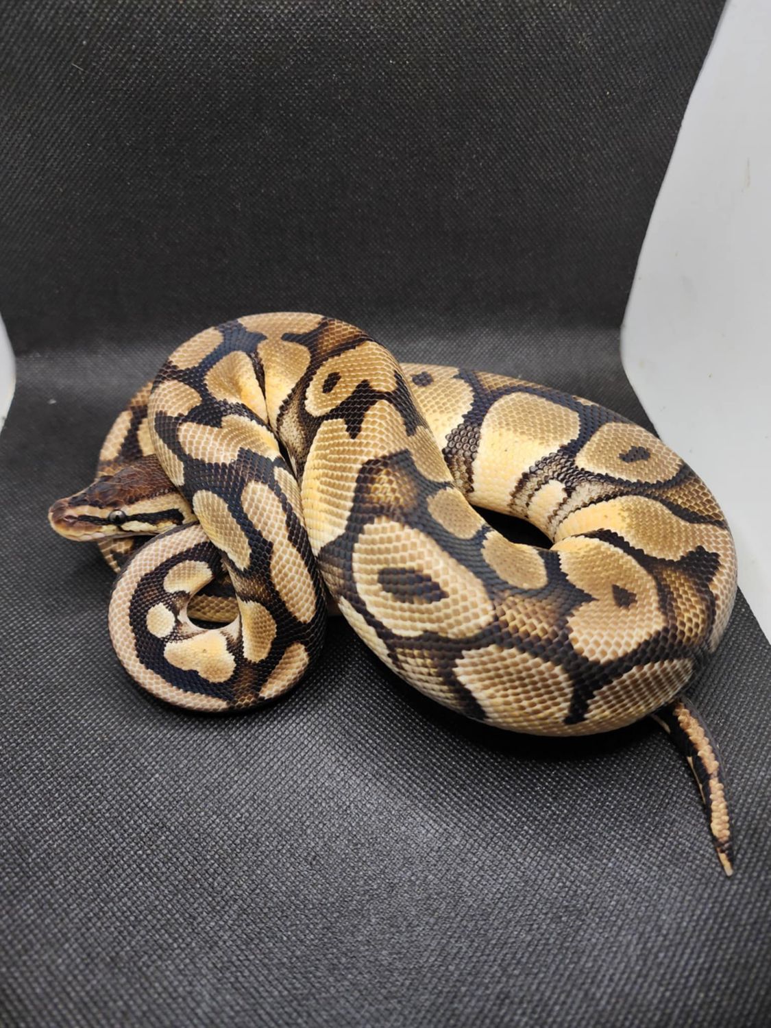 Pastel orange dream yellow belly male ball python