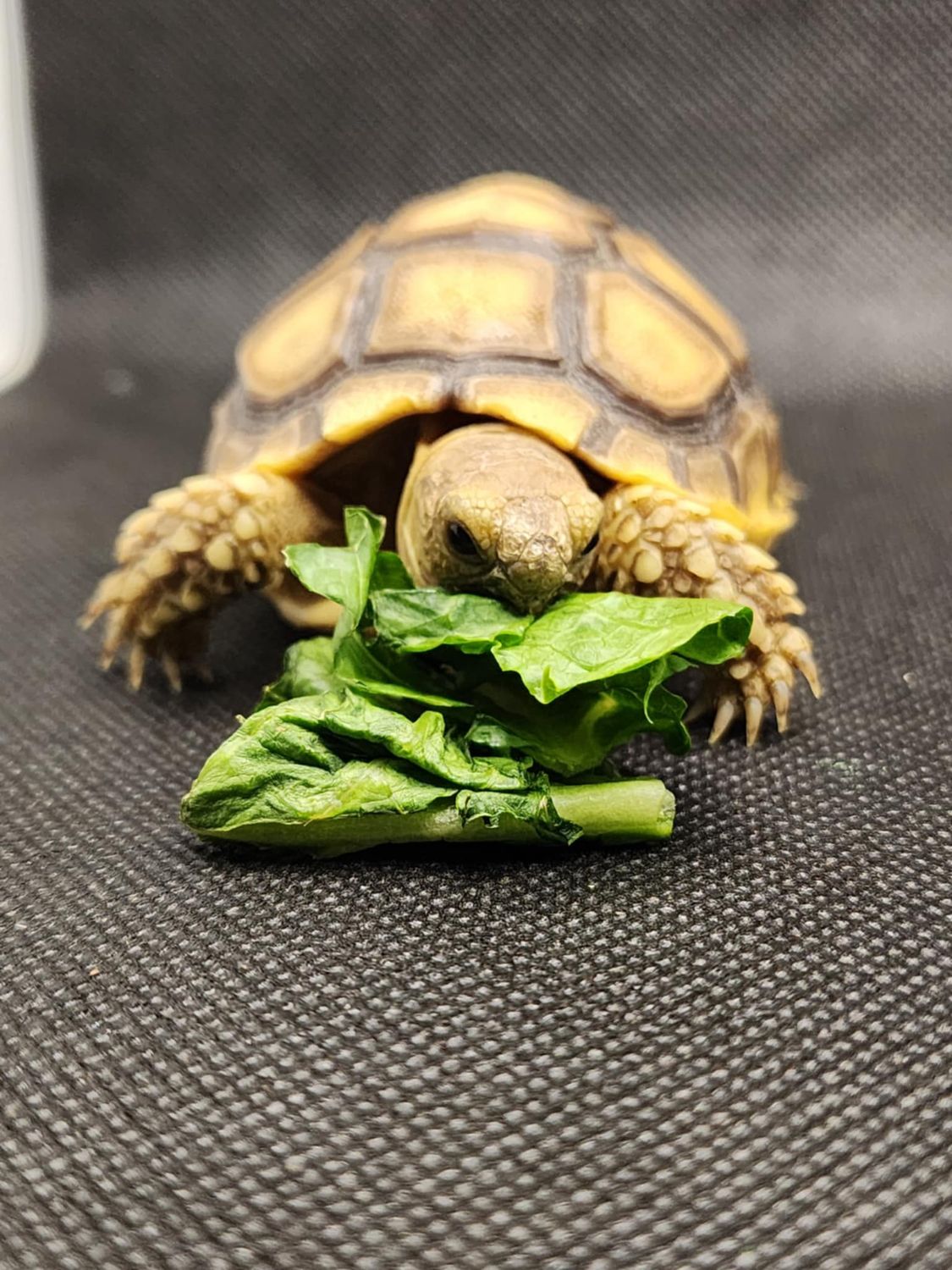 Sulcata tortoise Hatchlings